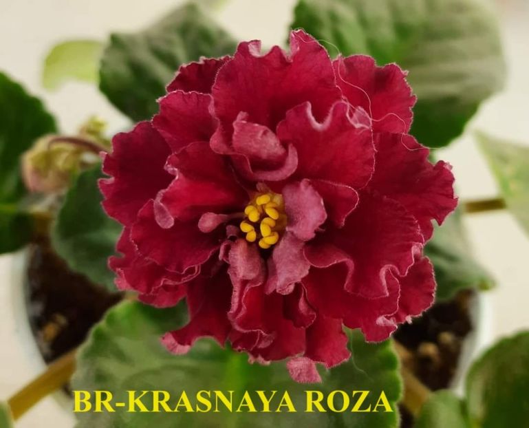  - 0 PUI SI FRUNZE INRADACINATE VIOLETE DE COLECTIE 22 OCTOMBRIE