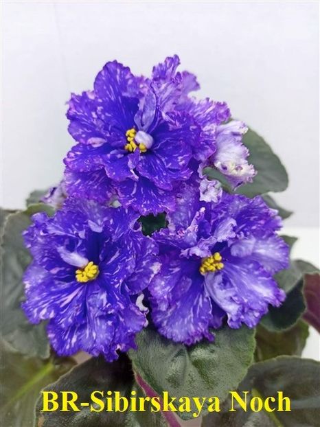  - 0 PUI SI FRUNZE INRADACINATE VIOLETE DE COLECTIE 22 OCTOMBRIE