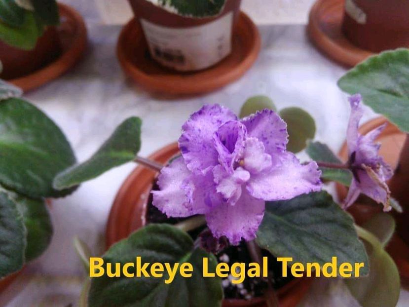  - 0 PUI SI FRUNZE INRADACINATE VIOLETE DE COLECTIE 22 OCTOMBRIE