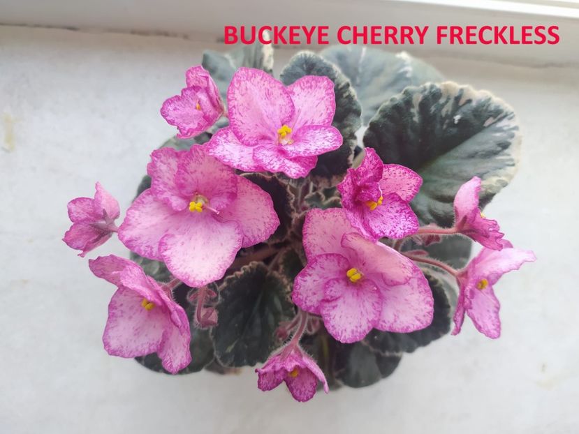  - 0 PUI SI FRUNZE INRADACINATE VIOLETE DE COLECTIE 22 OCTOMBRIE