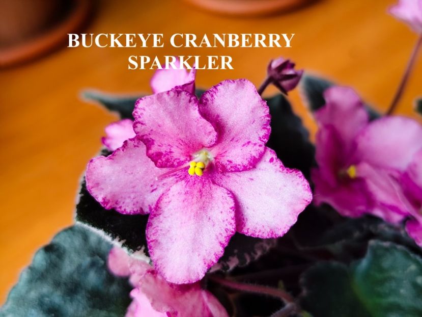  - 0 PUI SI FRUNZE INRADACINATE VIOLETE DE COLECTIE 22 OCTOMBRIE