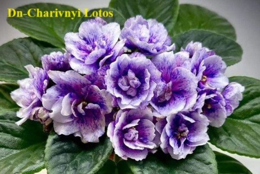  - 0 PUI SI FRUNZE INRADACINATE VIOLETE DE COLECTIE 22 OCTOMBRIE