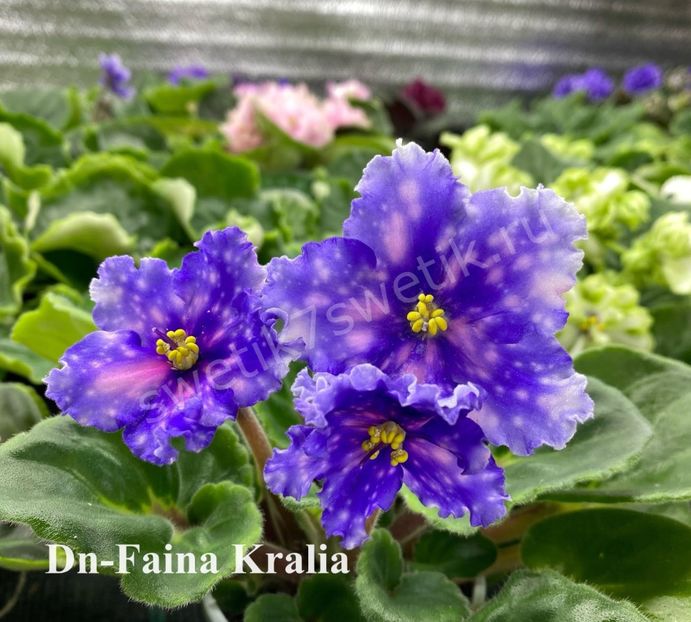  - 0 PUI SI FRUNZE INRADACINATE VIOLETE DE COLECTIE 22 OCTOMBRIE