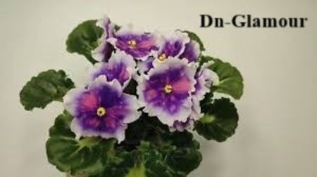  - 0 PUI SI FRUNZE INRADACINATE VIOLETE DE COLECTIE 22 OCTOMBRIE