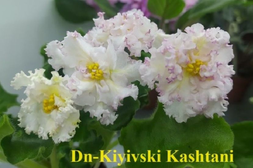  - 0 PUI SI FRUNZE INRADACINATE VIOLETE DE COLECTIE 22 OCTOMBRIE