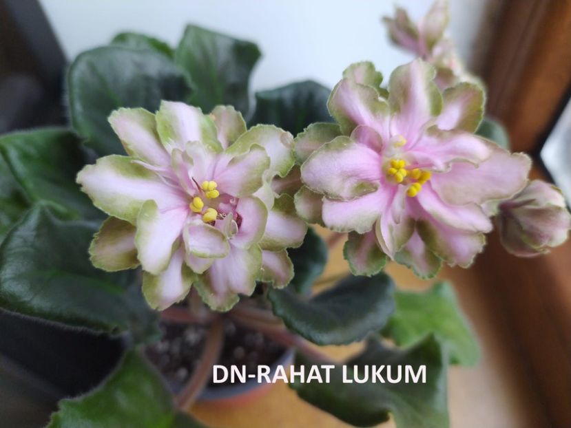  - 0 PUI SI FRUNZE INRADACINATE VIOLETE DE COLECTIE 22 OCTOMBRIE