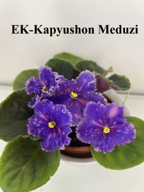  - 0 PUI SI FRUNZE INRADACINATE VIOLETE DE COLECTIE 22 OCTOMBRIE