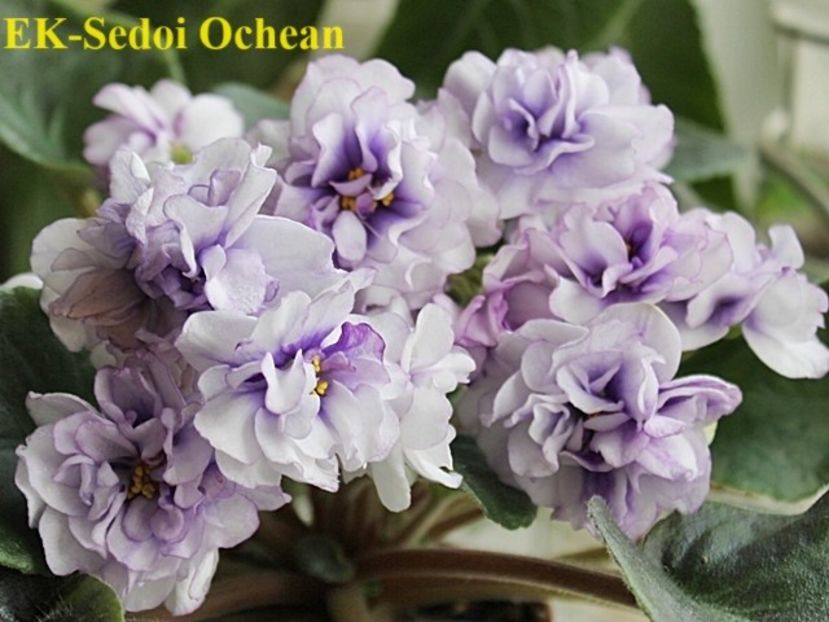  - 0 PUI SI FRUNZE INRADACINATE VIOLETE DE COLECTIE 22 OCTOMBRIE