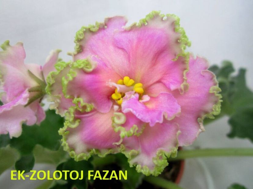  - 0 PUI SI FRUNZE INRADACINATE VIOLETE DE COLECTIE 22 OCTOMBRIE