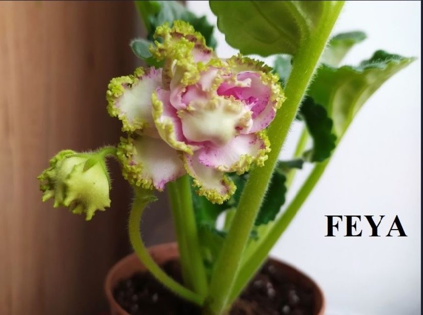  - 0 PUI SI FRUNZE INRADACINATE VIOLETE DE COLECTIE 22 OCTOMBRIE