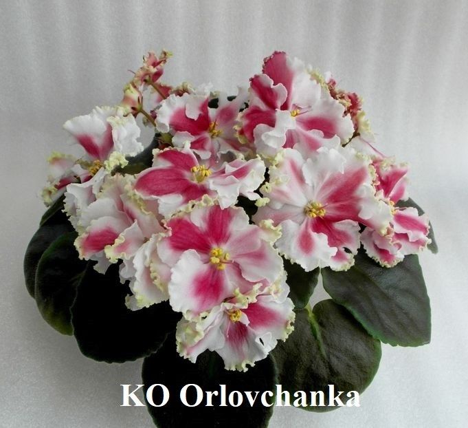  - 0 PUI SI FRUNZE INRADACINATE VIOLETE DE COLECTIE 22 OCTOMBRIE