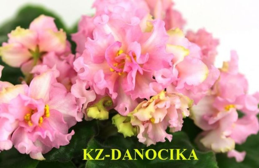  - 0 PUI SI FRUNZE INRADACINATE VIOLETE DE COLECTIE 22 OCTOMBRIE