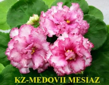  - 0 PUI SI FRUNZE INRADACINATE VIOLETE DE COLECTIE 22 OCTOMBRIE