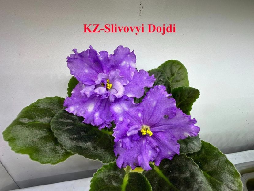  - 0 PUI SI FRUNZE INRADACINATE VIOLETE DE COLECTIE 22 OCTOMBRIE