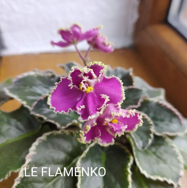  - 0 PUI SI FRUNZE INRADACINATE VIOLETE DE COLECTIE 22 OCTOMBRIE