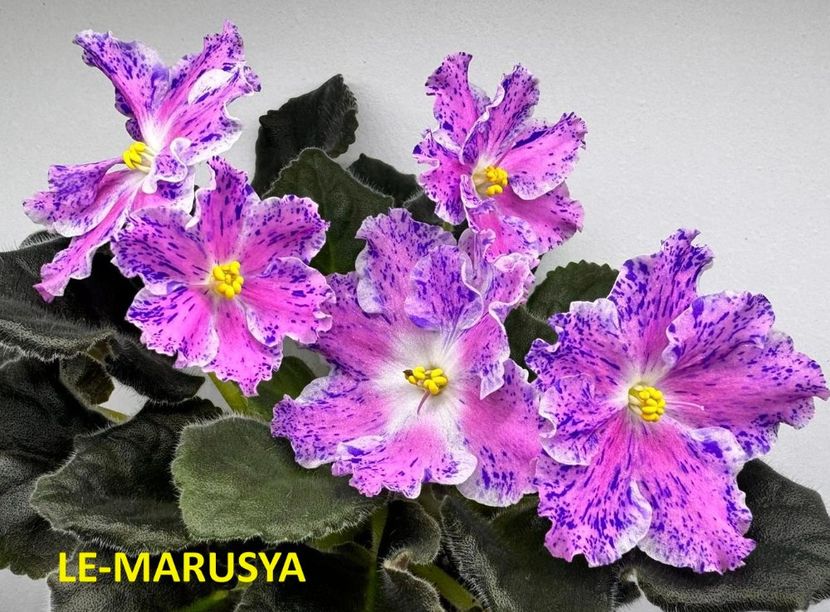  - 0 PUI SI FRUNZE INRADACINATE VIOLETE DE COLECTIE 22 OCTOMBRIE