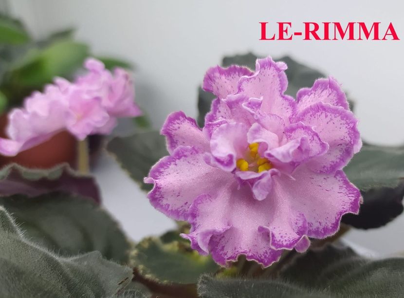  - 0 PUI SI FRUNZE INRADACINATE VIOLETE DE COLECTIE 22 OCTOMBRIE