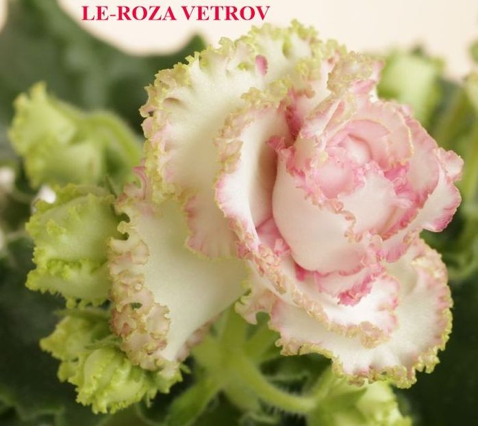  - 0 PUI SI FRUNZE INRADACINATE VIOLETE DE COLECTIE 22 OCTOMBRIE