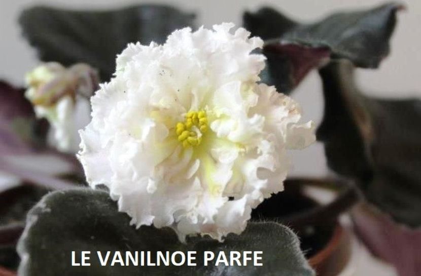  - 0 PUI SI FRUNZE INRADACINATE VIOLETE DE COLECTIE 22 OCTOMBRIE