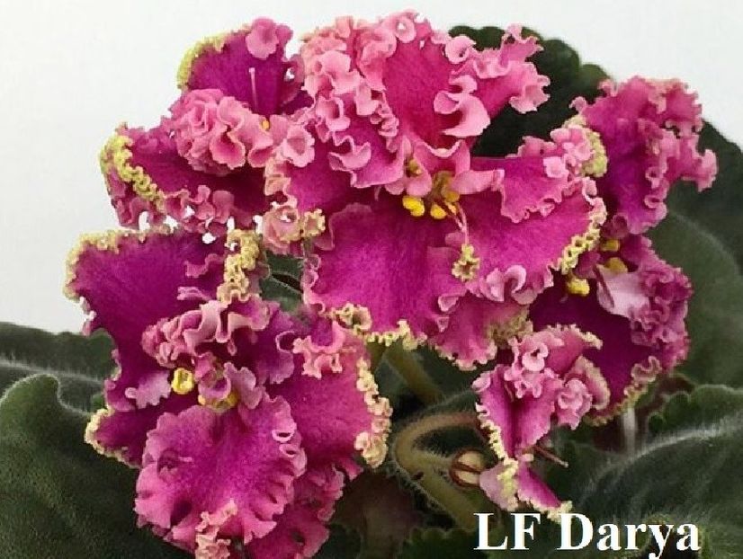  - 0 PUI SI FRUNZE INRADACINATE VIOLETE DE COLECTIE 22 OCTOMBRIE