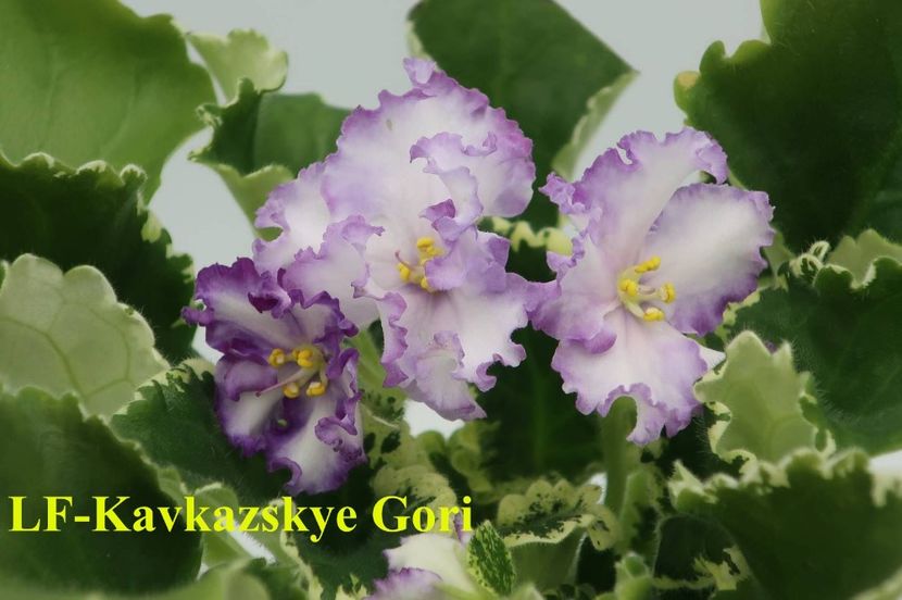  - 0 PUI SI FRUNZE INRADACINATE VIOLETE DE COLECTIE 22 OCTOMBRIE