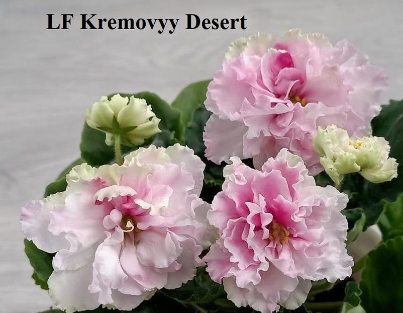  - 0 PUI SI FRUNZE INRADACINATE VIOLETE DE COLECTIE 22 OCTOMBRIE