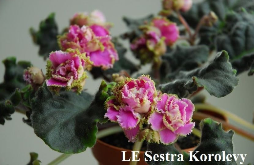  - 0 PUI SI FRUNZE INRADACINATE VIOLETE DE COLECTIE 22 OCTOMBRIE