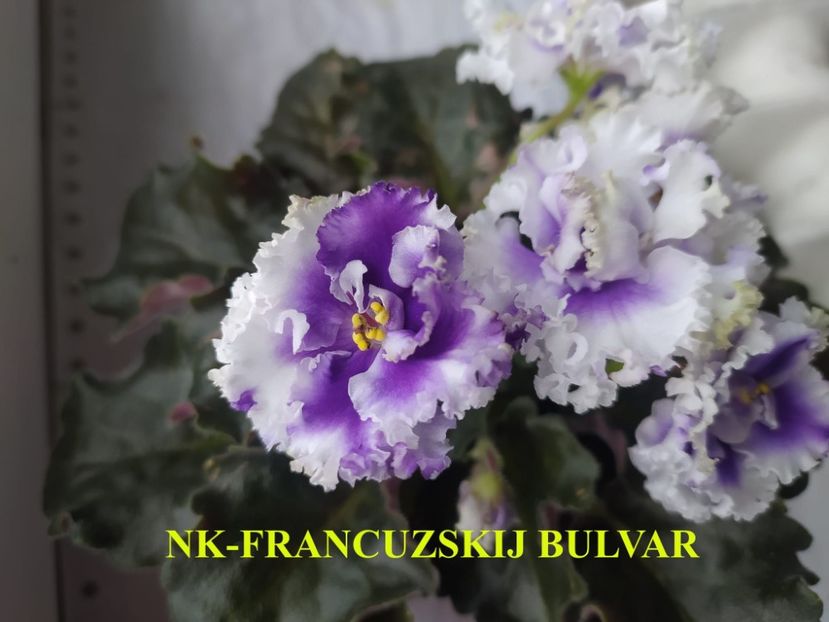  - 0 PUI SI FRUNZE INRADACINATE VIOLETE DE COLECTIE 22 OCTOMBRIE