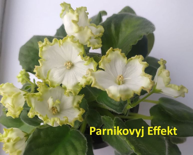  - 0 PUI SI FRUNZE INRADACINATE VIOLETE DE COLECTIE 22 OCTOMBRIE