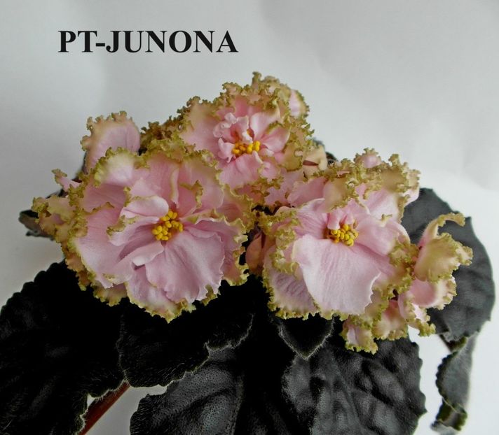  - 0 PUI SI FRUNZE INRADACINATE VIOLETE DE COLECTIE 22 OCTOMBRIE