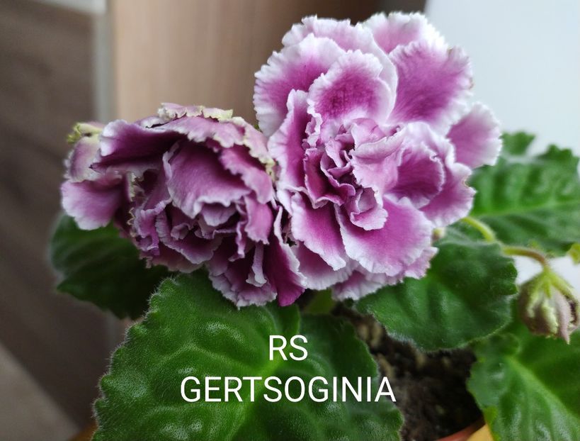  - 0 PUI SI FRUNZE INRADACINATE VIOLETE DE COLECTIE 22 OCTOMBRIE