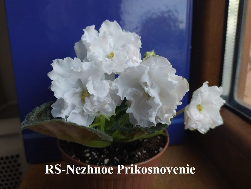  - 0 PUI SI FRUNZE INRADACINATE VIOLETE DE COLECTIE 22 OCTOMBRIE