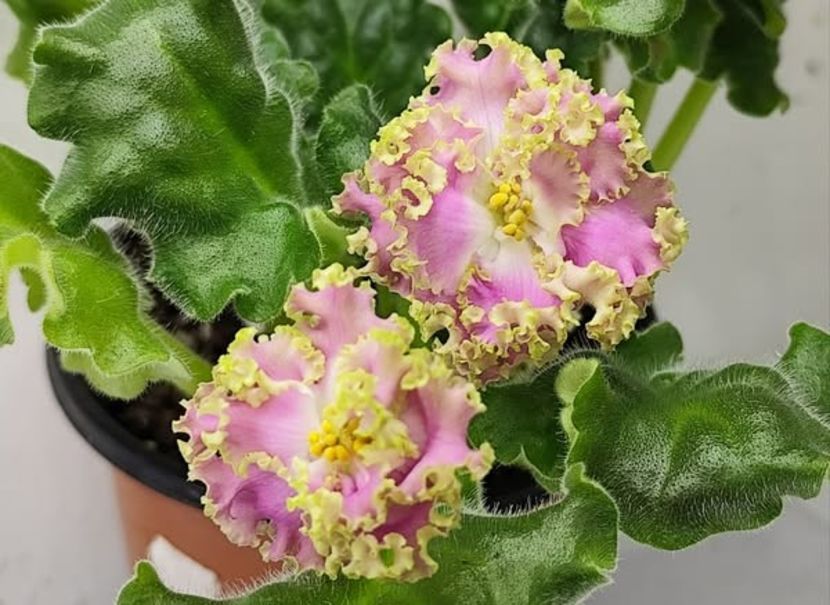 RM-LIARA - 0 PUI SI FRUNZE INRADACINATE VIOLETE DE COLECTIE 22 OCTOMBRIE