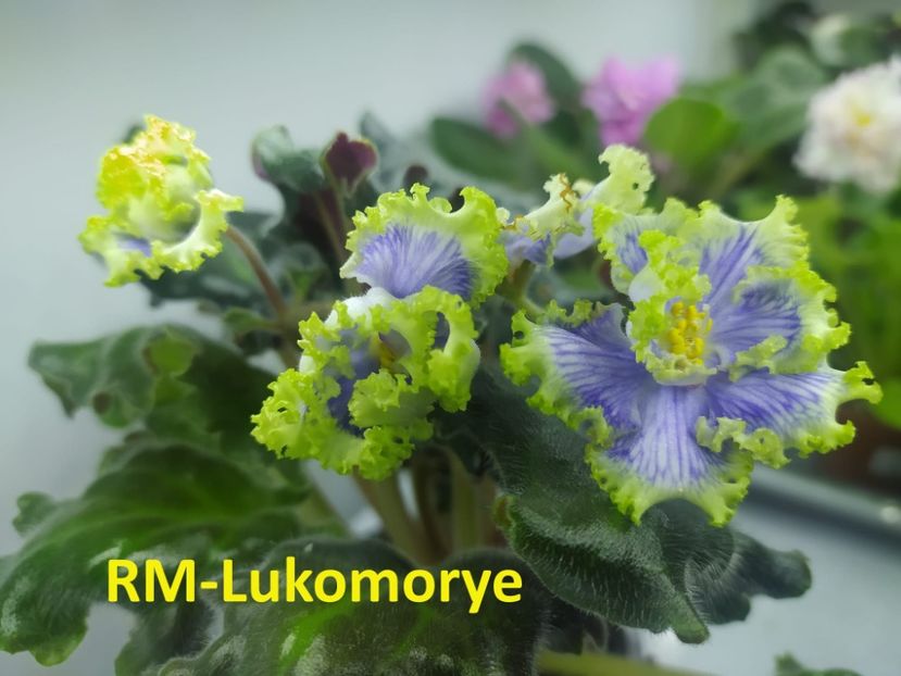  - 0 PUI SI FRUNZE INRADACINATE VIOLETE DE COLECTIE 22 OCTOMBRIE