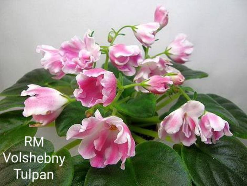  - 0 PUI SI FRUNZE INRADACINATE VIOLETE DE COLECTIE 22 OCTOMBRIE