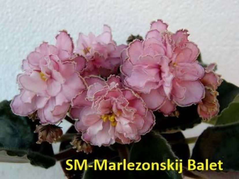 SM MarlezonskiyBalet1 - Copy - 0 PUI SI FRUNZE INRADACINATE VIOLETE DE COLECTIE 22 OCTOMBRIE