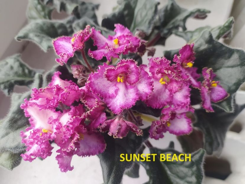  - 0 PUI SI FRUNZE INRADACINATE VIOLETE DE COLECTIE 22 OCTOMBRIE