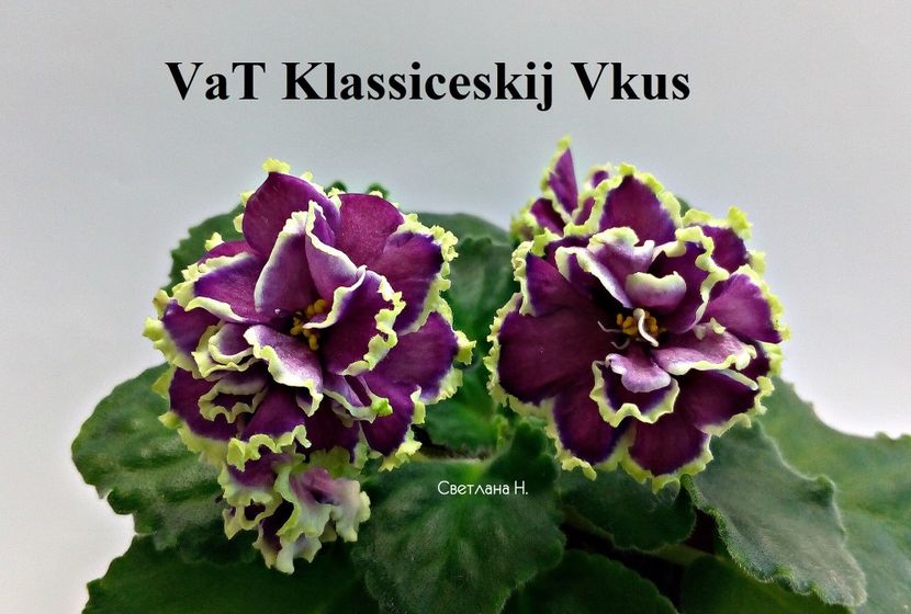  - 0 PUI SI FRUNZE INRADACINATE VIOLETE DE COLECTIE 22 OCTOMBRIE