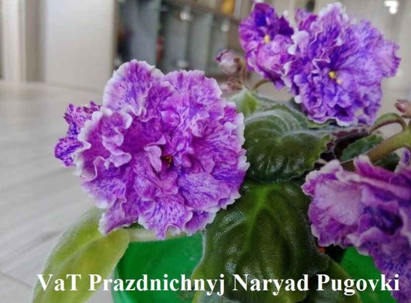  - 0 PUI SI FRUNZE INRADACINATE VIOLETE DE COLECTIE 22 OCTOMBRIE