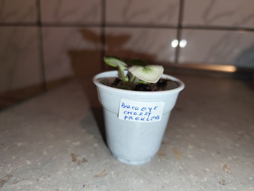  - 0 PUI SI FRUNZE INRADACINATE VIOLETE DE COLECTIE 22 OCTOMBRIE