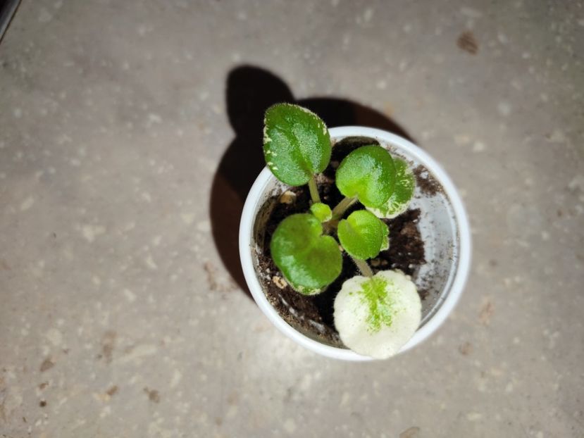  - 0 PUI SI FRUNZE INRADACINATE VIOLETE DE COLECTIE 22 OCTOMBRIE