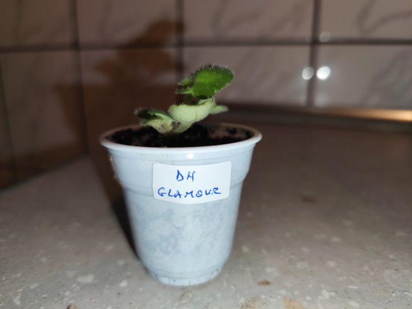  - 0 PUI SI FRUNZE INRADACINATE VIOLETE DE COLECTIE 22 OCTOMBRIE