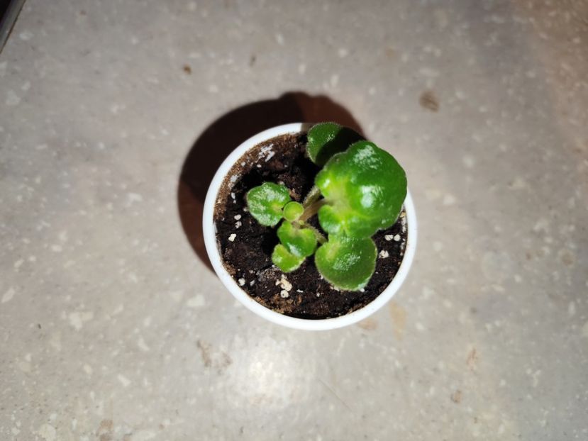  - 0 PUI SI FRUNZE INRADACINATE VIOLETE DE COLECTIE 22 OCTOMBRIE