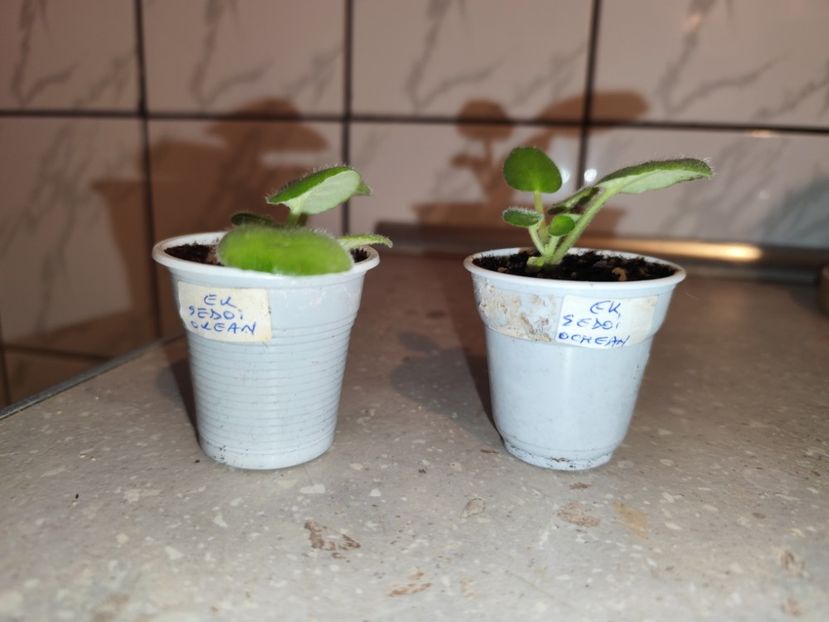  - 0 PUI SI FRUNZE INRADACINATE VIOLETE DE COLECTIE 22 OCTOMBRIE