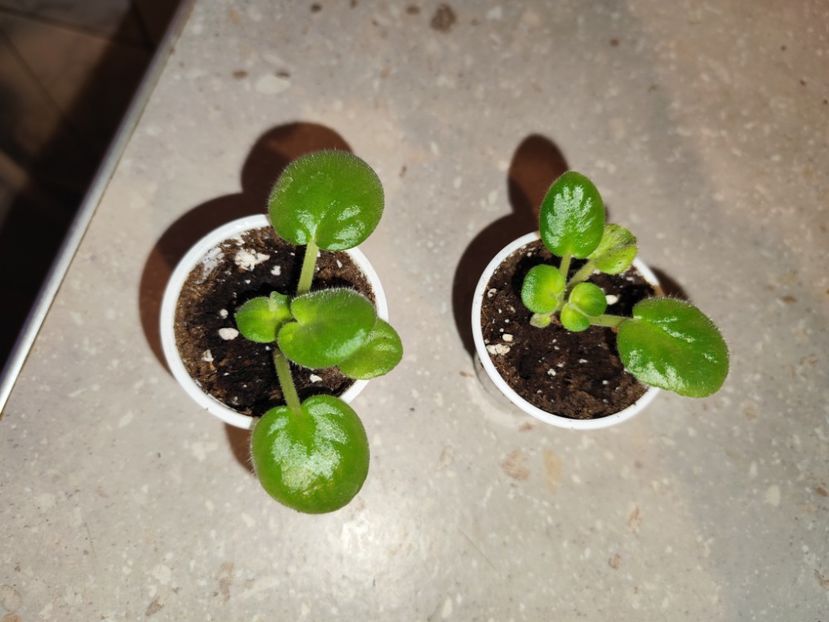  - 0 PUI SI FRUNZE INRADACINATE VIOLETE DE COLECTIE 22 OCTOMBRIE