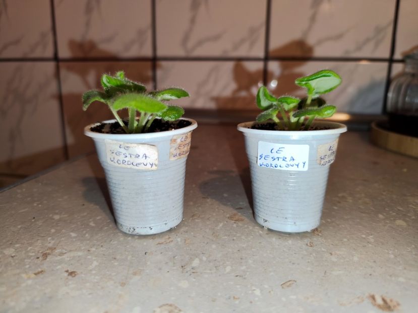  - 0 PUI SI FRUNZE INRADACINATE VIOLETE DE COLECTIE 22 OCTOMBRIE