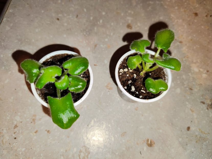  - 0 PUI SI FRUNZE INRADACINATE VIOLETE DE COLECTIE 22 OCTOMBRIE