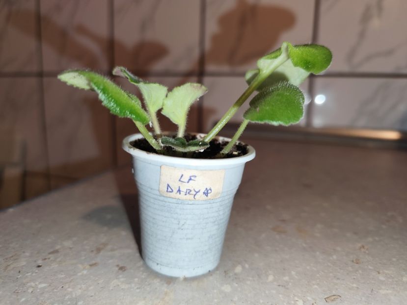  - 0 PUI SI FRUNZE INRADACINATE VIOLETE DE COLECTIE 22 OCTOMBRIE