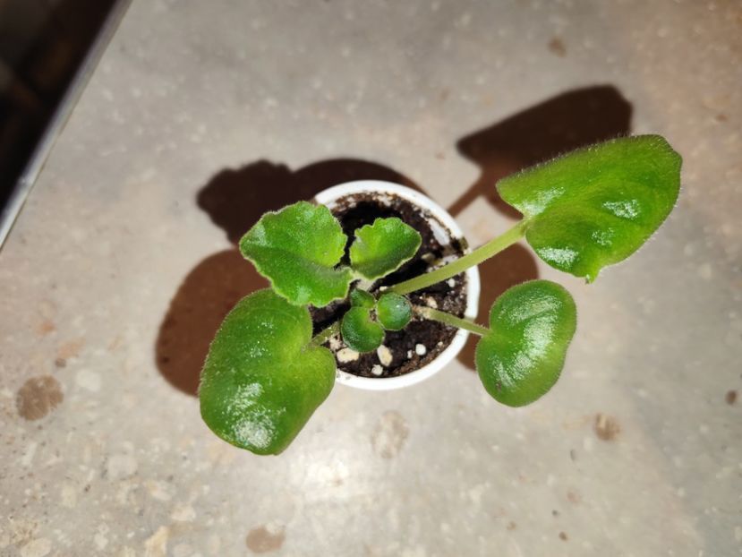  - 0 PUI SI FRUNZE INRADACINATE VIOLETE DE COLECTIE 22 OCTOMBRIE