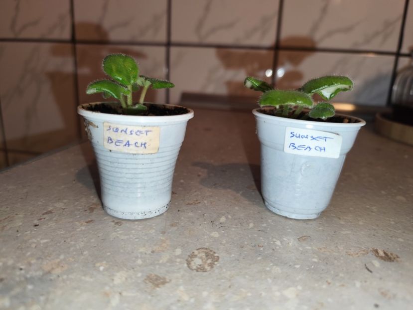  - 0 PUI SI FRUNZE INRADACINATE VIOLETE DE COLECTIE 22 OCTOMBRIE